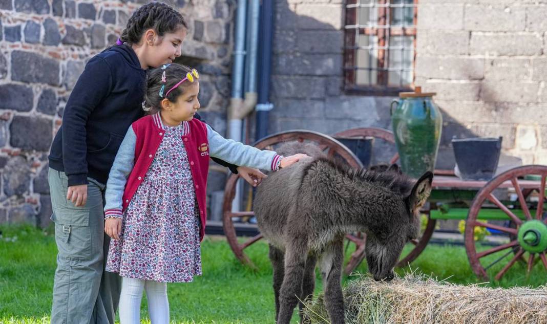 Diyarbakır’da şiddetten korunan Midas’a ilgiler yoğun 1